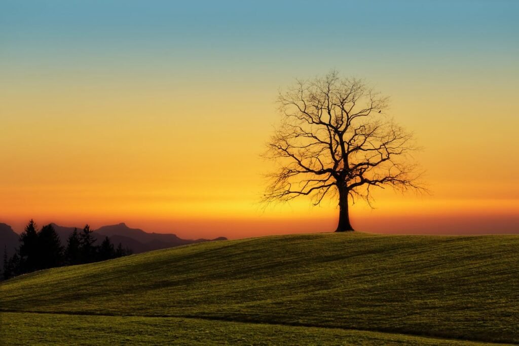 A stunning sunset over a lone tree on rolling hills, creating a serene and solitary landscape.