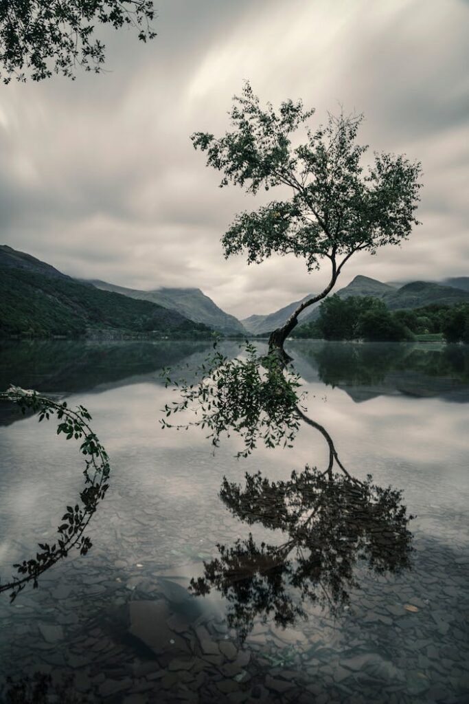 A tranquil scene of a tree reflected in a calm mountain lake under a cloudy sky.