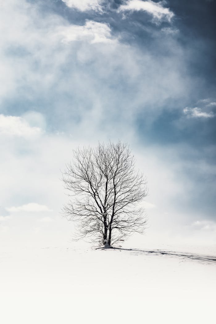 A lone tree stands in a serene snowy field under a cloudy winter sky.