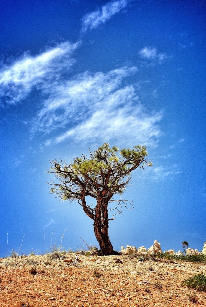 Solitary pine tree under a vibrant blue sky in Bryce Canyon, Utah.