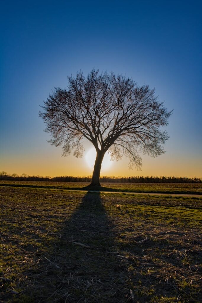 A lone tree stands silhouetted against a vibrant sunset sky, casting a long shadow over the countryside field.