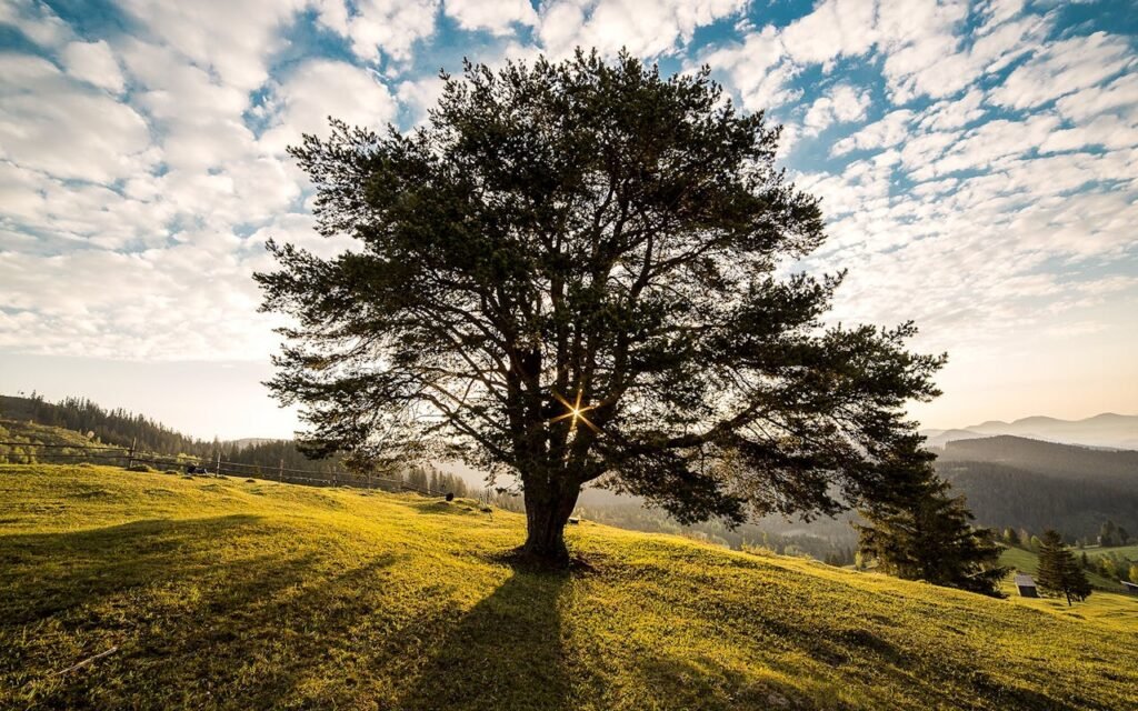 A tranquil tree scene in the Romanian countryside at dawn, showcasing nature's beauty.